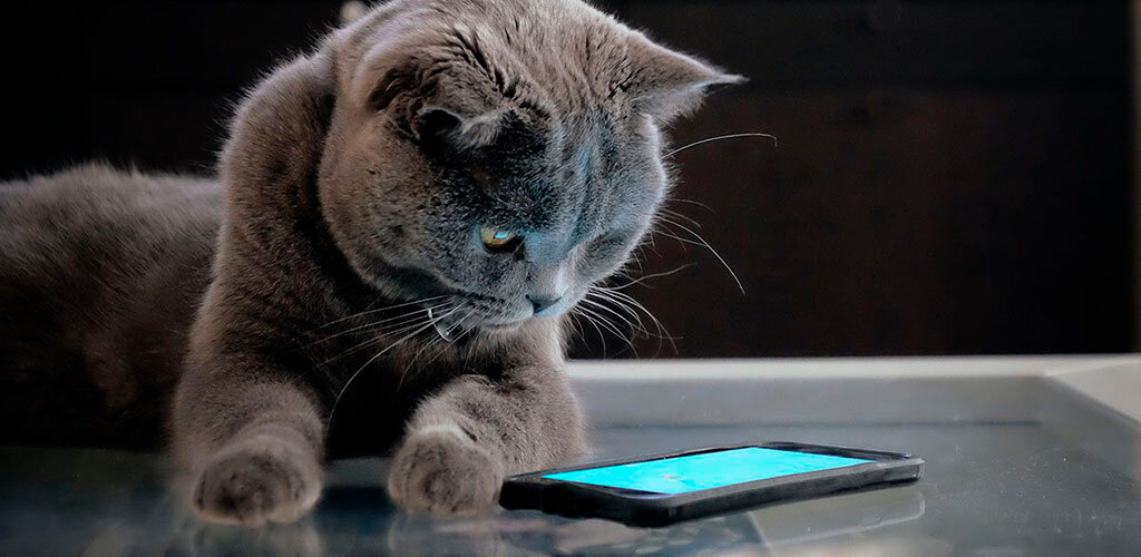 Что делать, если приложение зависло на смартфоне? Пошаговая иструкция решения проблемы - Изображение 5